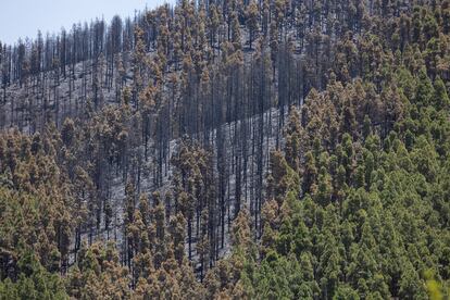 Zona de El Cortijo de las Huertas Tejeda Gran Canaria