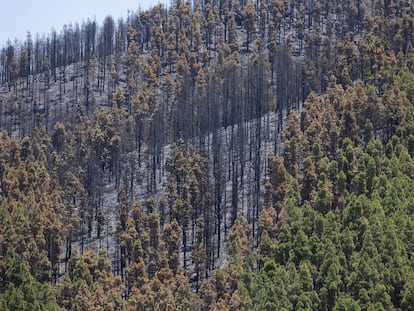 Zona de El Cortijo de las Huertas, en Tejeda (Gran Canaria), donde este martes se inició el incendio que afecta a la cumbre de la isla canaria.