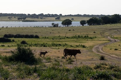 Una vaca y su cría en la Dehesa de Abajo (Sevilla), dentro del espacio natural de Doñana.