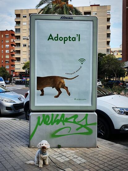 Un perro frente a uno de los carteles de la campaña 'Adopta'l'.