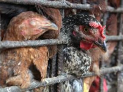 Varios pollos son vendidos en el mercado Capotillo, en Santo Domingo (República Dominicana).