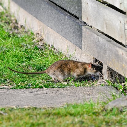 Artículo de EL PAÍS Escaparate que describe las ventajas de usar ahuyentadores de ratas para el jardín con carga solar.