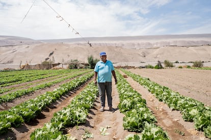 Asensio, boliviano de 74 años, en un cultivo del valle de Azapa, en el desierto de Atacama (Chile).