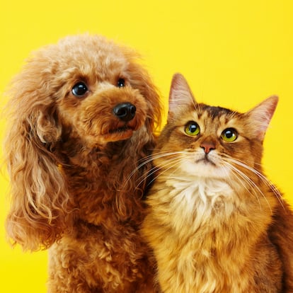 Miniature poodle and Somali cat