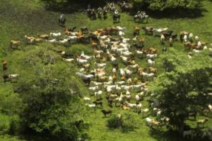 Vista aérea de varias cabezas de ganado en el norte de Nicaragua. EFE/Archivo