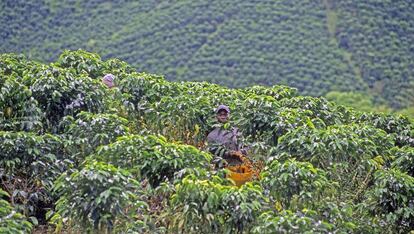 Un caficultor colombiano en plena recolección de una cosecha que este año fue buena, exceptuando en alguna zona por la falta de lluvias.