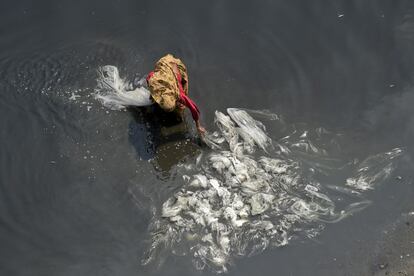 Una mujer bangladeshí limpia bolsas de plástico para reciclarlas después en el río Shitalakhya, a unos 20 kilómetros de Dacca. Las ONU ha advertido en su último informe sobre los recursos hídricos del planeta que la demanda global de agua está creciendo exponencialmente.