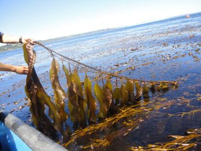 El rápido crecimiento de las aguas pardas en el mar es importante para su posible explotación en la industria del biocombustible.