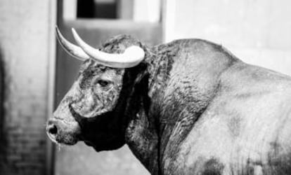 Uno de los toros que ser&aacute;n lidiados este domingo en Las Ventas. 