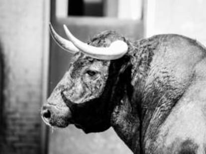Uno de los toros que ser&aacute;n lidiados este domingo en Las Ventas. 