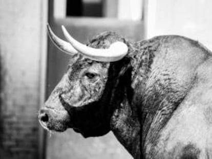 Uno de los toros que ser&aacute;n lidiados este domingo en Las Ventas. 