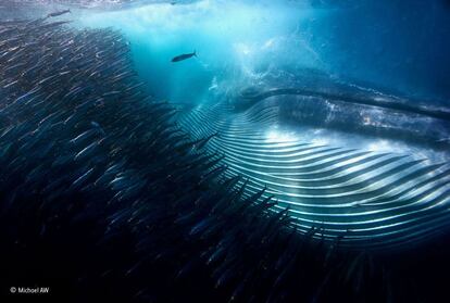 Una imponent balena Bryde entra de ple en una massa de sardines, empassant-se'n centenars en una sola glopada. Fotografiar aquest frenesí d'alimentació era un veritable desafiament per a Michael. L'escena va succeir durant el recorregut anual de la sardina, quan milers de milions de sardines migren al llarg de la costa salvatge de Sud-àfrica i atreuen els depredadors. Premi a la millor foto sota l'aigua.