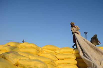 Un trabajador indio cubre sacos de compost para uso agrícola en un almacén de Jalandhar (India).