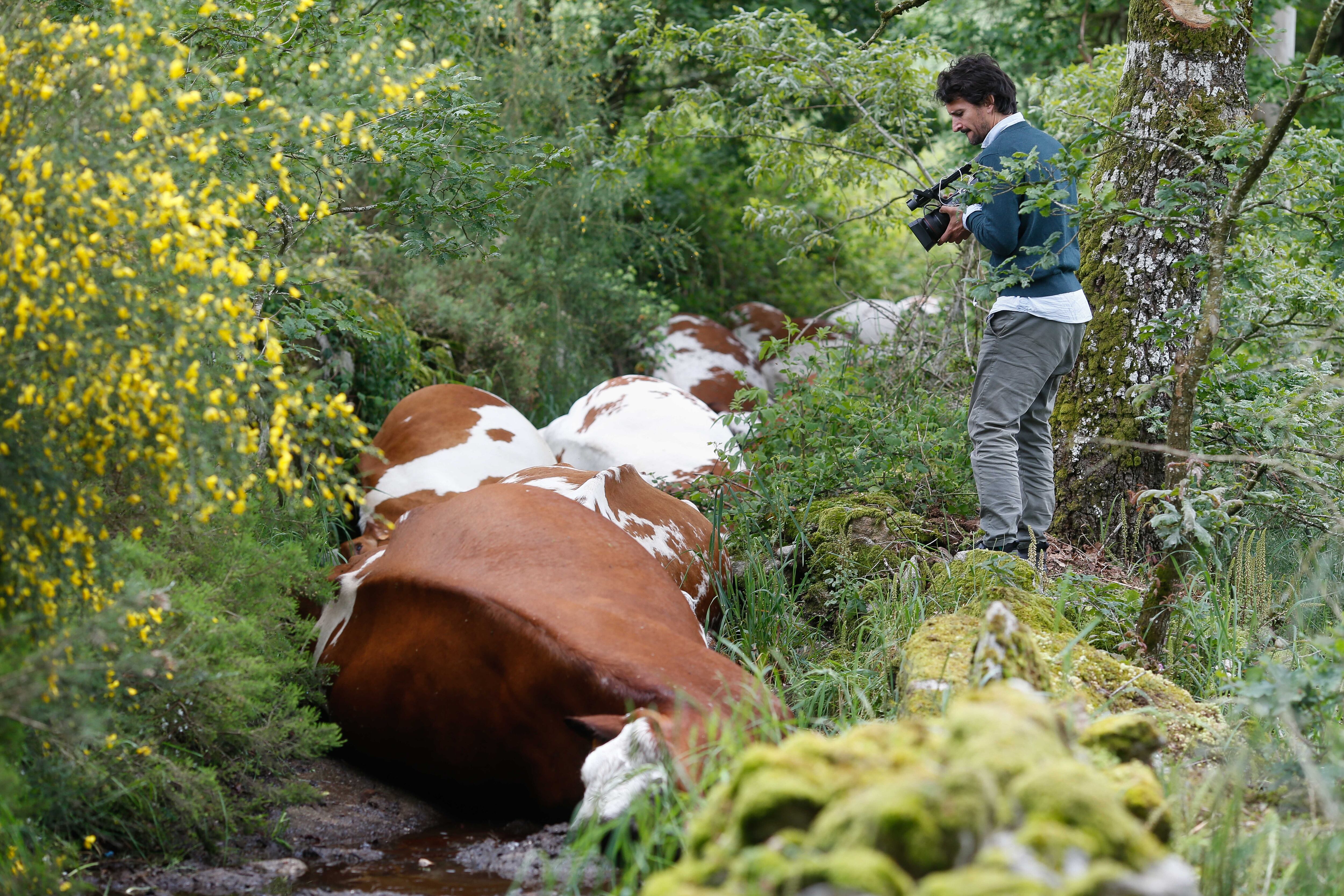 Mueren al instante 27 vacas en Pontevedra tras ser alcanzadas por un rayo