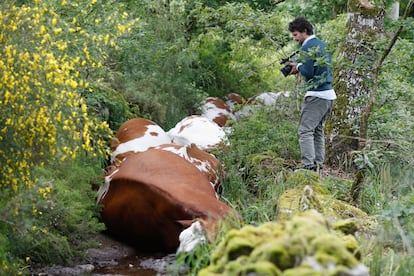 Rodeiro vacas rayo