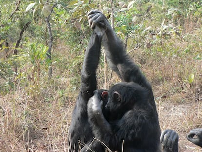 Two of the chimpanzees studied at the Chimfunshi Wildlife Orphanage Trust, a sanctuary in Zambia. 