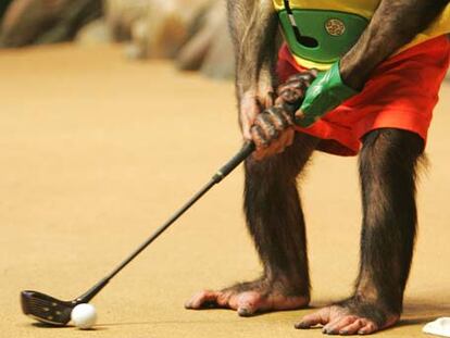 Chimpancé en un espectáculo en Corea del Sur.