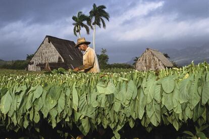 Una plantación de tabaco en la zona de Pinar del Río (Cuba).