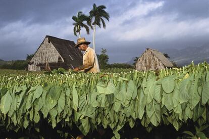 Una plantaci&oacute;n de tabaco en la zona de Pinar del R&iacute;o (Cuba).