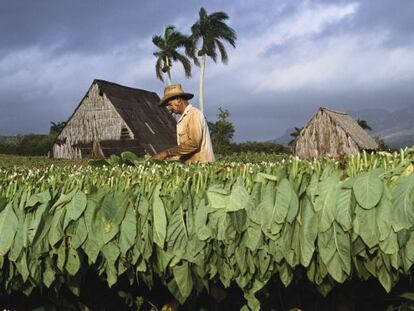 Una plantaci&oacute;n de tabaco en la zona de Pinar del R&iacute;o (Cuba).