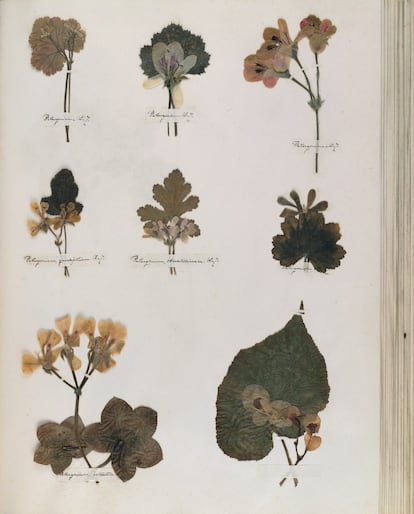 El herbario de Dickinson se conserva en buen estado en la Biblioteca de libros raros de Harvard. 
