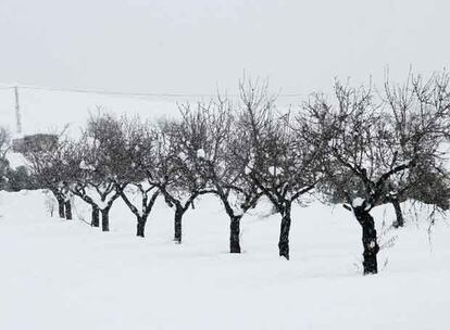 Vista de unos árboles frutales cubiertos de nieve en una huerta del municipio almeriense de Albox tras el paso de un temporal de nieve en la región andaluza.