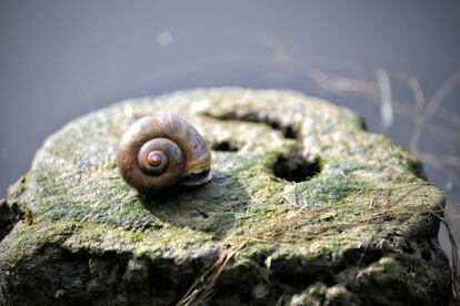 Un exemplar de cargol poma, una plaga que amenaça els arrossars del Delta de l'Ebre.