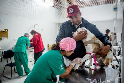 A veterinary nurse attends a patient last Wednesday in a municipal hospital for cats and dogs in São Paulo.

