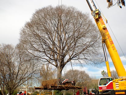 Trasplante de un gran almez en l'Hospitalet de Llobregat en Barcelona. Doctor Árbol.