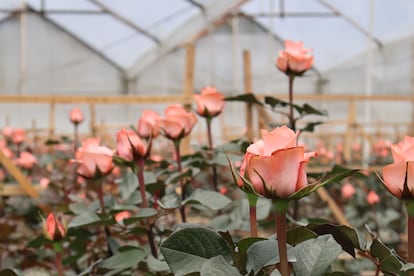 Varios claveles florecen en uno de los cultivos de Asocolflores, en Bogotá (Colombia), en una fotografía cedida.
