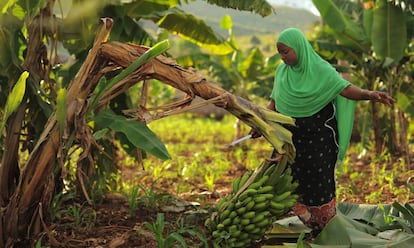 Cosecha de bananas en Tanzania.