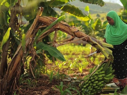 Cosecha de bananas en Tanzania.