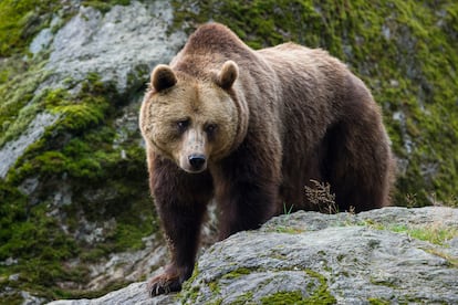 Un oso fotografiado en Baviera (Alemania).