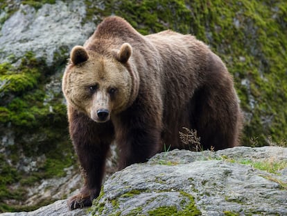 Un oso fotografiado en Baviera (Alemania).