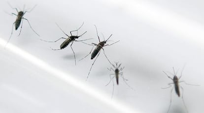 Mosquitos transmisores del chikungunya, en un laboratorio. / P. C. (AFP)