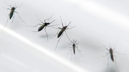 Mosquitos transmisores del chikungunya, en un laboratorio. / P. C. (AFP)