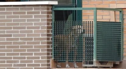 El perro 'Exkalibur', en la terraza de la vivienda familiar en Alcorcón (Madrid) antes de ser sacrificado.