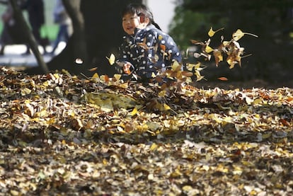 Un niño juega con hojas amarillas en el parque Ueno en Tokio (Japón), el 2 de diciembre de 2017. 