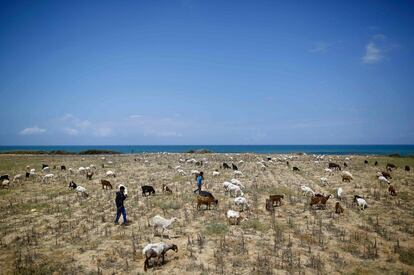 Pastores palestinos junto con su rebaño cerca de la playa en Gaza.