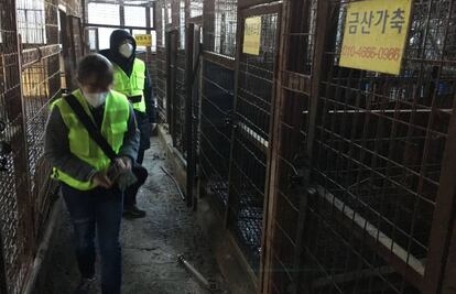 Dos personas caminan este jueves entre varias jaulas vacas en el mayor matadero de carne de perro de Corea del Sur, en Seongnam.