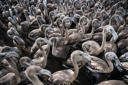 Desde que en 1986 se iniciaran los anillamientos en la Laguna de Fuente de Piedra se han marcado 19.577 pollos con anillas de material plástico, con unos dígitos que permiten su lectura a distancia con telescopio 
terrestre. 
