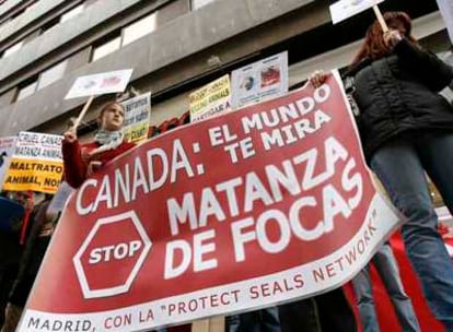 Protesta contra la matanza de focas ante la embajada de Canadá en Madrid.