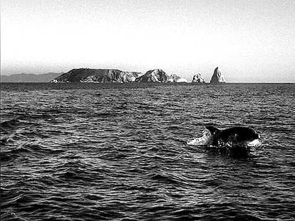 Medio centenar de delfines surcan el mar en el sector de las islas Medes