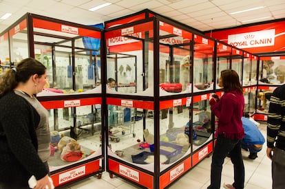 Panorámica de una tienda de animales con gatos y perros a la venta en el año 2012.