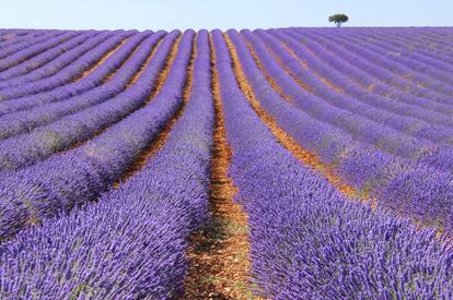 Una pequeña Provenza en miniatura se extiende en los alrededores de la villa alcarreña de Brihuega, donde una finca familiar se dedica al cultivo de plantas aromáticas, como lavanda y espliego (aromasdelaalcarria.es). Una experiencia sensorial que se puede completar en el Hotel Spa Niwa.