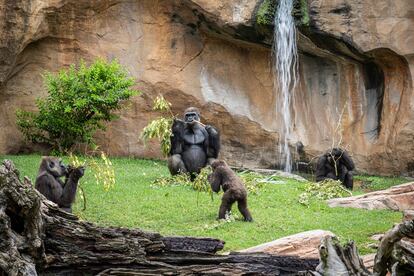 Una familia de gorilas de Bioparc Fuengirola (Málaga).
