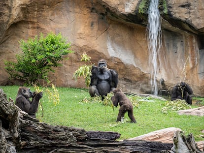 Una familia de gorilas de Bioparc Fuengirola (Málaga).