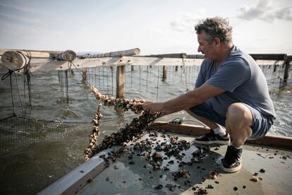 Mejillones Delta del Ebro