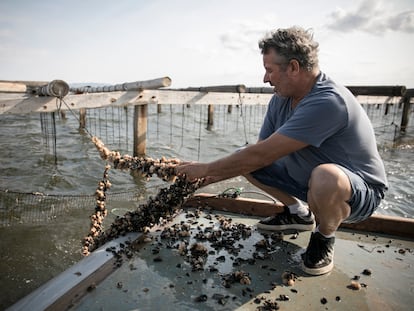 Juan Ramon Morelló, productor de mejillón en la bahía de El Fangar muestra crías de mejillones muertas, en una fotografía de 2022.