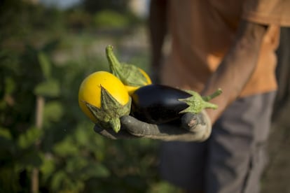 "El crecimiento de huertos urbanos es constante en el país. Aumentan en 750 parcelas de media cada año desde 2015 y cada vez se extiende por más municipios. Del año 2000 al 2015 se multiplicaron por más de 10", asegura el sociólogo Gregorio Ballesteros.